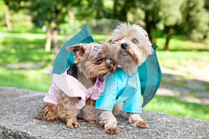 Two cute dogs, Yorkshire terrier breed.