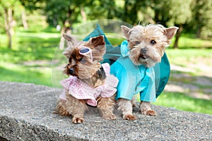 Two cute dogs, Yorkshire terrier breed.