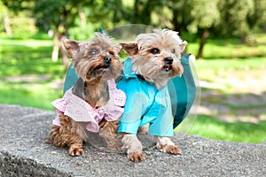 Two cute dogs, Yorkshire terrier breed.