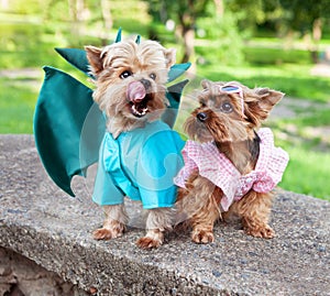 Two cute dogs, Yorkshire terrier breed.