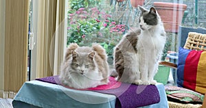 Two cute domestic cats at home