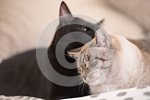 Two cute domestic short hair cats snuggle with one another