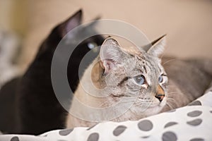 Two cute domestic short hair cats snuggle with one another