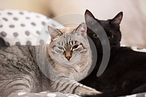 Two cute domestic short hair cats snuggle with one another