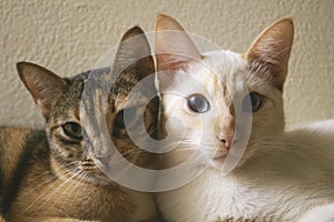 Two cute domestic short hair cats snuggle with one another. Two kittens leaning on each other together as friends.