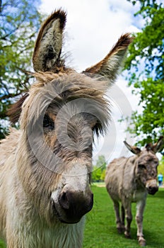 Two cute donkeys close-up