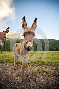 Two cute donkeys in Dolomites