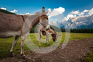 Two cute donkeys in Dolomites