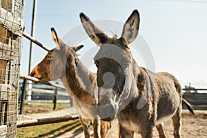 Two cute donkeys graze in paddock on farm or ranch