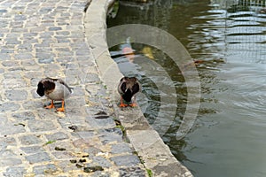 Two cute duck in Japanese Garden next to the pool