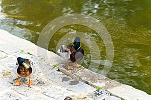 Two cute duck in Japanese Garden next to the pool