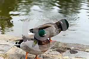 Two cute duck in Japanese Garden next to the pool