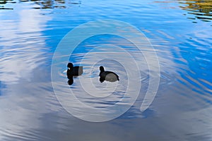 Two cute duck in lake - Stow Lake in Golden Gate Park