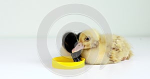 Two cute ducklings drink some water from a yellow bowl on a white background.