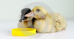 Two cute ducklings drink some water from a yellow bowl on a white background.