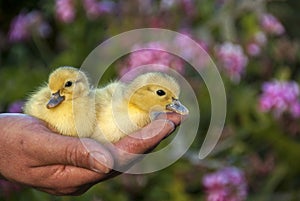 Two cute baby ducks