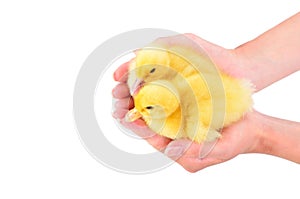 Two cute ducklings sitting in female hands