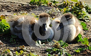 Two cute duckies together loving