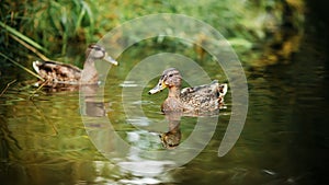 Two cute ducks with brown plumage swim in a clear forest river near the shore. Wildlife and fauna