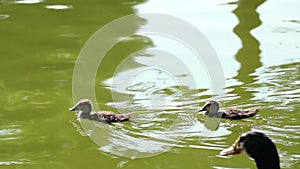 Two cute ducks and his mother