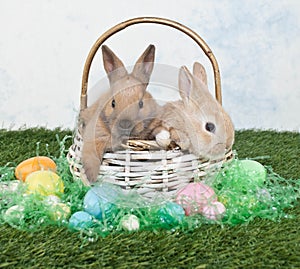 Two Easter Bunnies photo