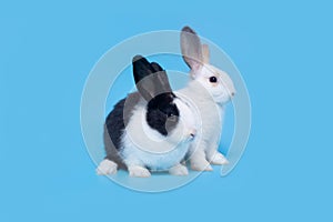 Two cute easter bunny babies in white and black on a blue background