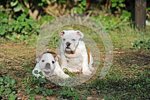 Two cute English bulldog puppy purebred dog  on the grass in the park