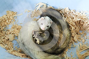 Two cute ferrets sleeping in wood sawdust