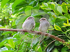 Two cute fledgling baby birds, House Sparrows, on branch.