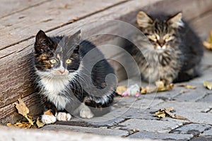 Two cute fluffy cats sit funny in a row on a wooden platform on a sunny autumn day.