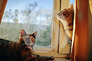 Two cute fluffy cats on windowsill.