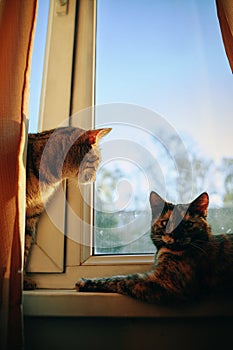 Two cute fluffy cats on windowsill.