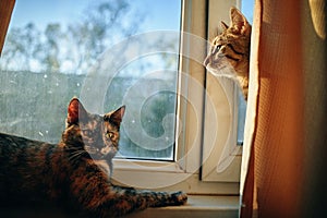Two cute fluffy cats on windowsill.