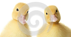 Two cute fluffy ducklings on white background. Farm animals