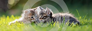 two Cute fluffy little kitten playing on green grass, panoramic