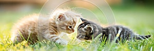 two Cute fluffy little kitten playing on green grass, panoramic