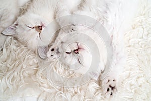 two cute fluffy white kittens are sleeping next to each other on a light blanket
