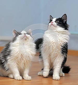 Two cute fluffy young cats