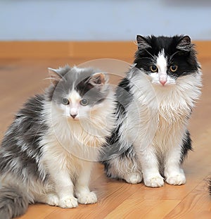 Two cute fluffy young cats