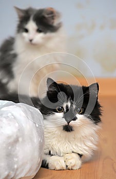 Two cute fluffy young cats