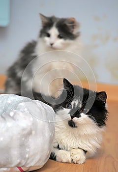 Two cute fluffy young cats