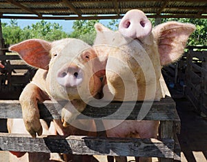 Two cute, funny and curious pigs on a farm in the Dominican Repu