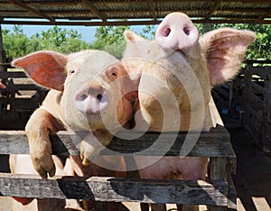 Two cute, funny and curious pigs on a farm in the Dominican Repu photo