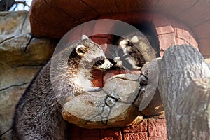 Two cute funny racoons kissing in zoo.