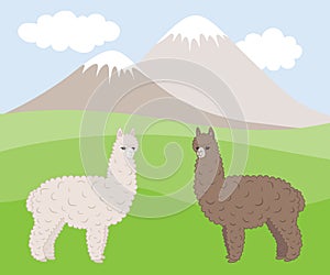Two cute furry differently colored alpacas on a mountain meadow.