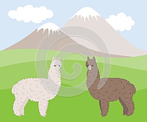 Two cute furry differently colored alpacas on a mountain meadow. photo