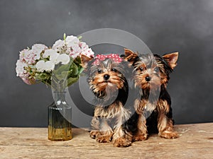 Two cute, furry Yokrshire Terrier Puppies Sitting on a wooden table, Posing on camera