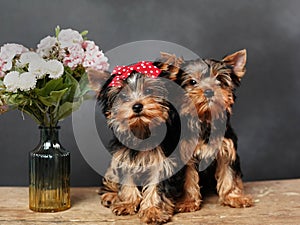 Two cute, furry Yokrshire Terrier Puppies Sitting on a wooden table, Posing on camera