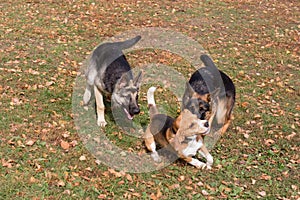 Two cute german shepherd dog puppies and english beagle puppy are playing in the autumn park. Pet animals.