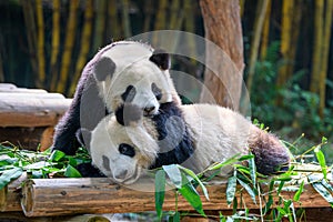 Two cute giant pandas playing together